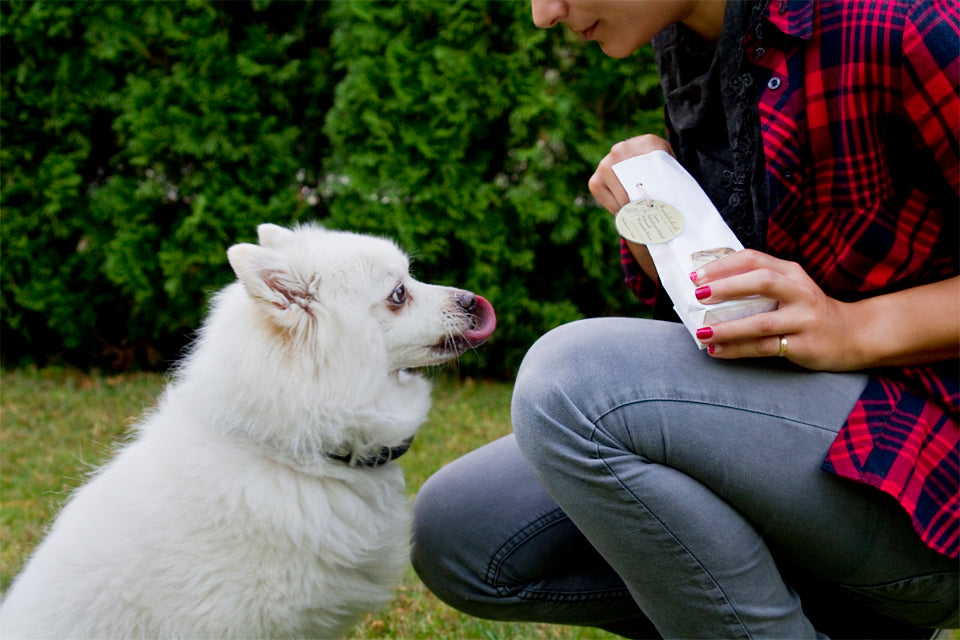 Hundeleckerli Hundekekse Knochenform